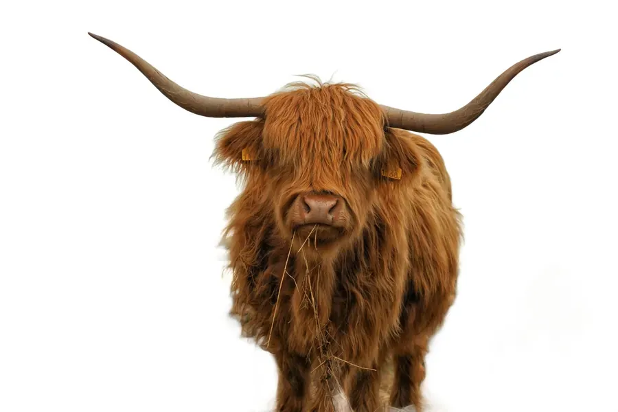 Animal with the background removed