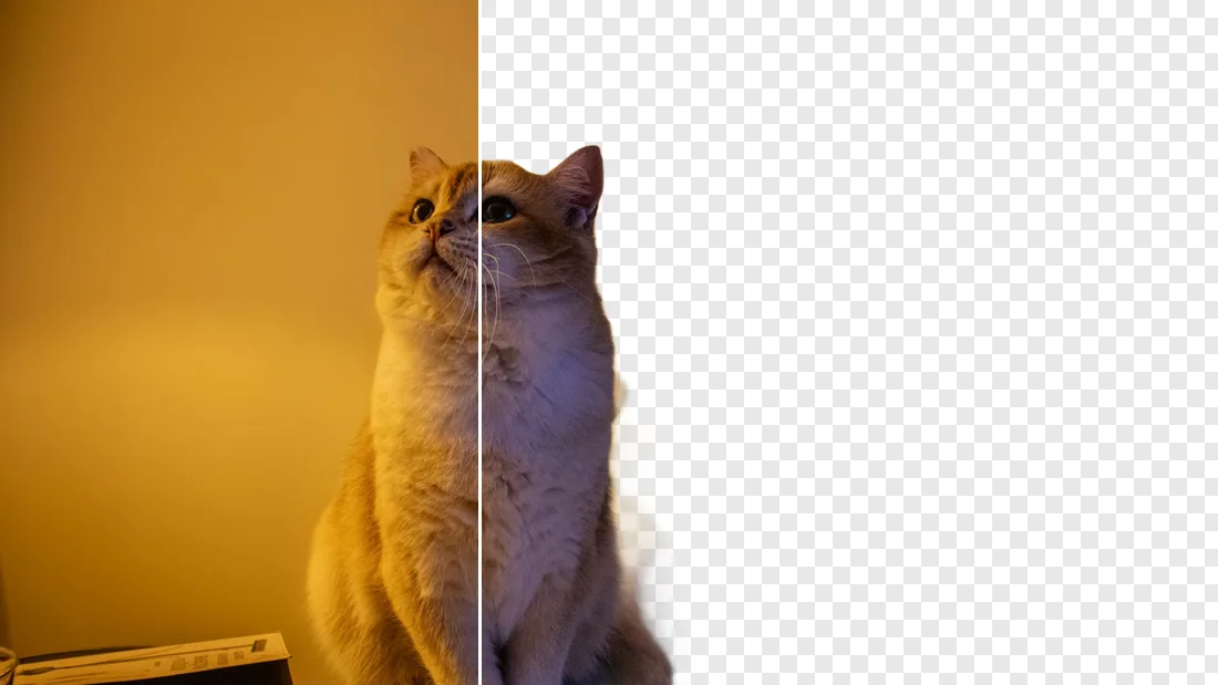 A cat photographed in a living room, and the same cat cut out as a transparent PNG