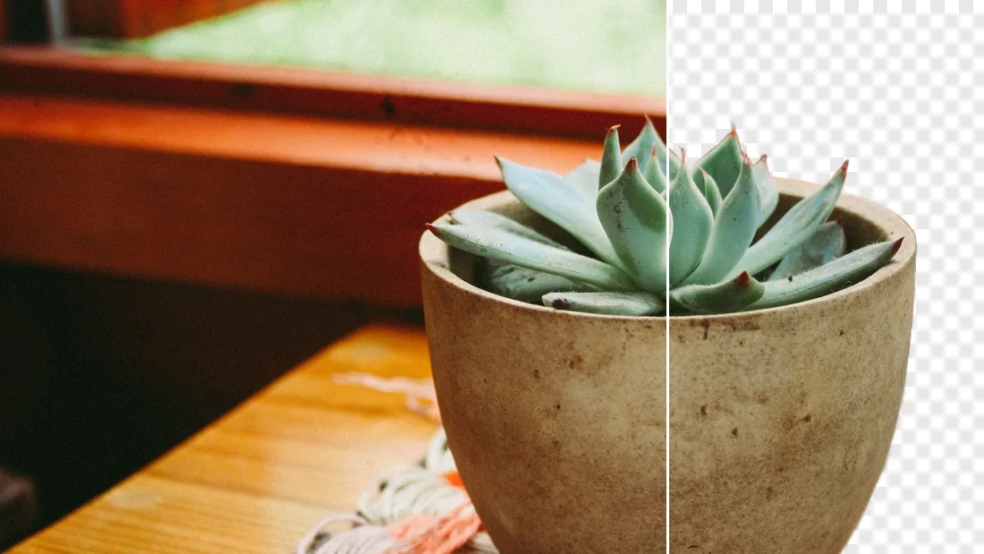 A succulent in a clay pot, cut out with every leaf edge intact